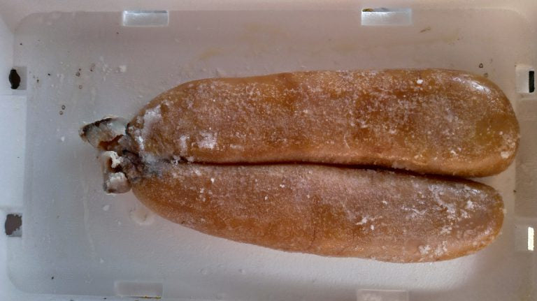 数年に一度の大物!巨大なボラの卵でからすみを作る