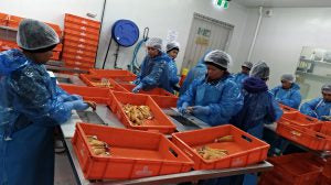 オーストラリアに行ってきました②―ボラの卵からすみの品質判断基準