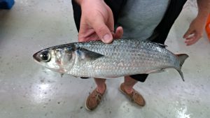 オーストラリアに行ってきました①―ボラの卵、からすみ加工場視察