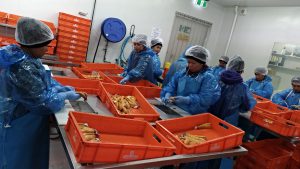 オーストラリアに行ってきました②―ボラの卵からすみの品質判断基準